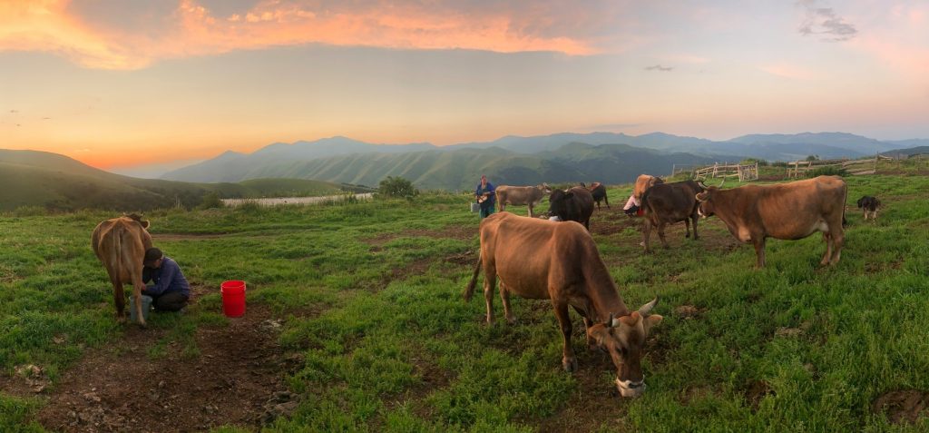 Молоканское село Фиолетово, дойка коровы, 2020 год. Молокане в Армении