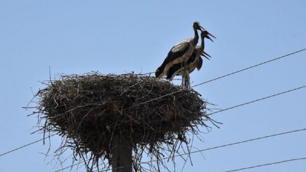 blackened storks