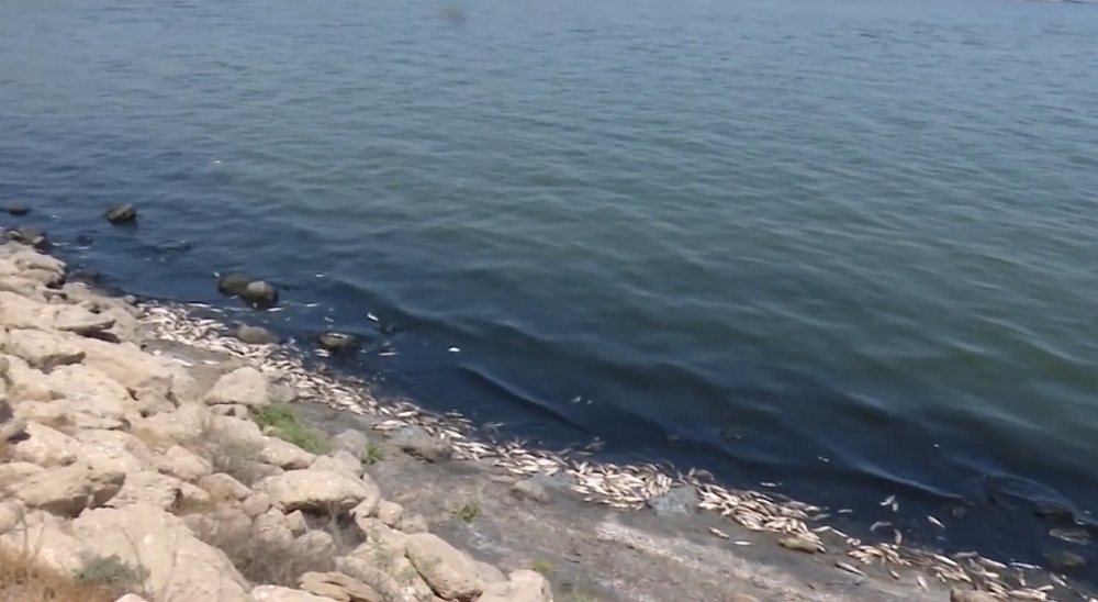 dead fish on Baku beaches