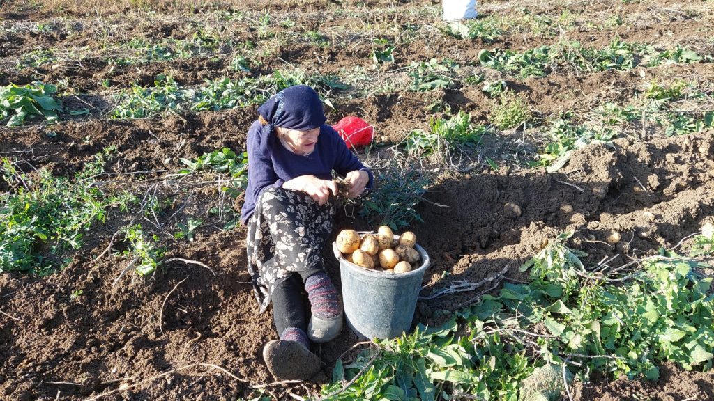 Potatoes in the Ani village