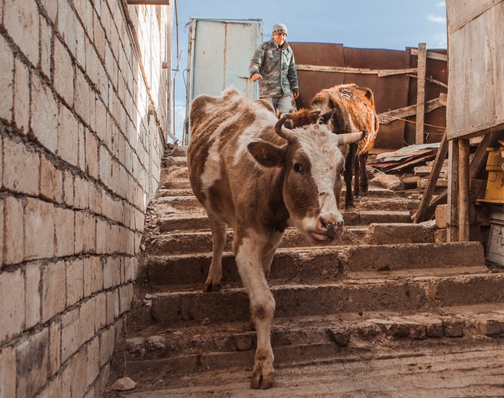 Коровы в хозяйстве Джамшида Кулиева живут до старости, и умирают своей смертью. Фото: Эмиль Аббасов/ Фермер-кришнаит из азербайджанского села