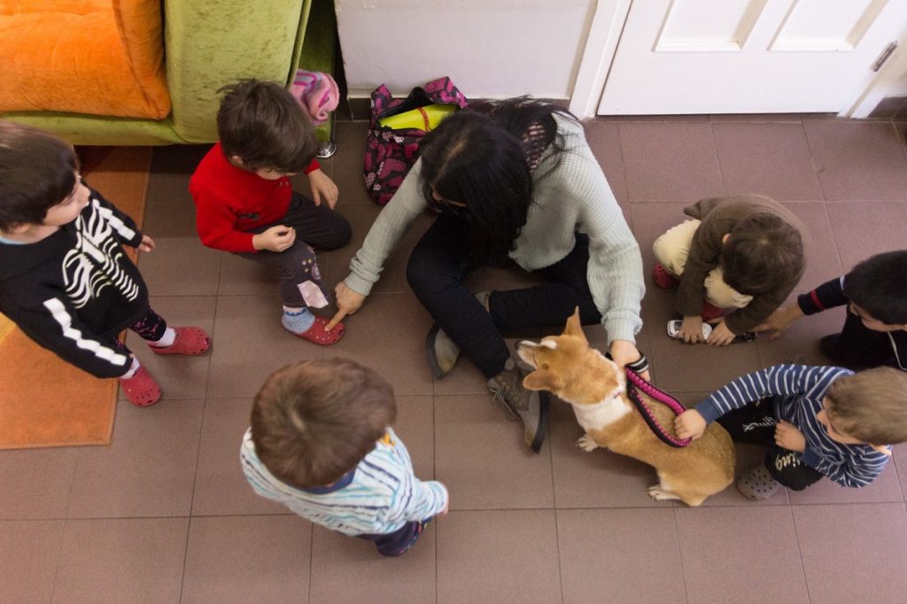 animal shelter in Armenia