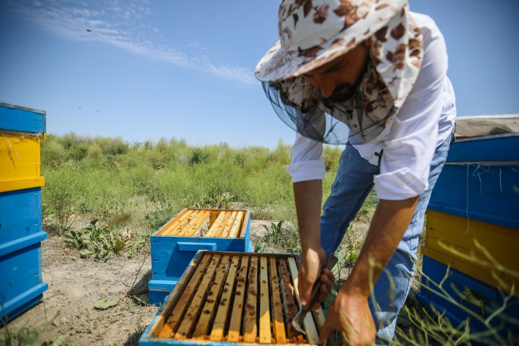 Beekeeping in Azerbaijan