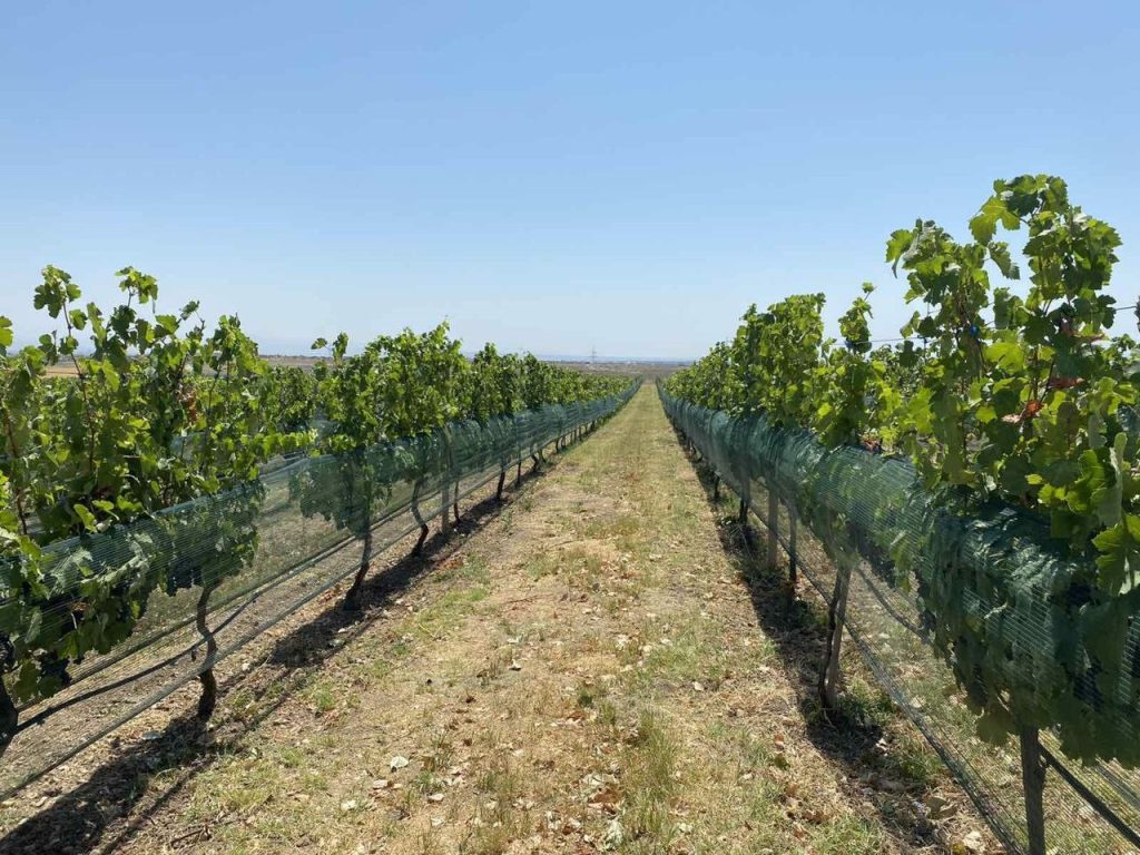Production of quality Armenian wines
Vineyard of the "Van Ardi" winery