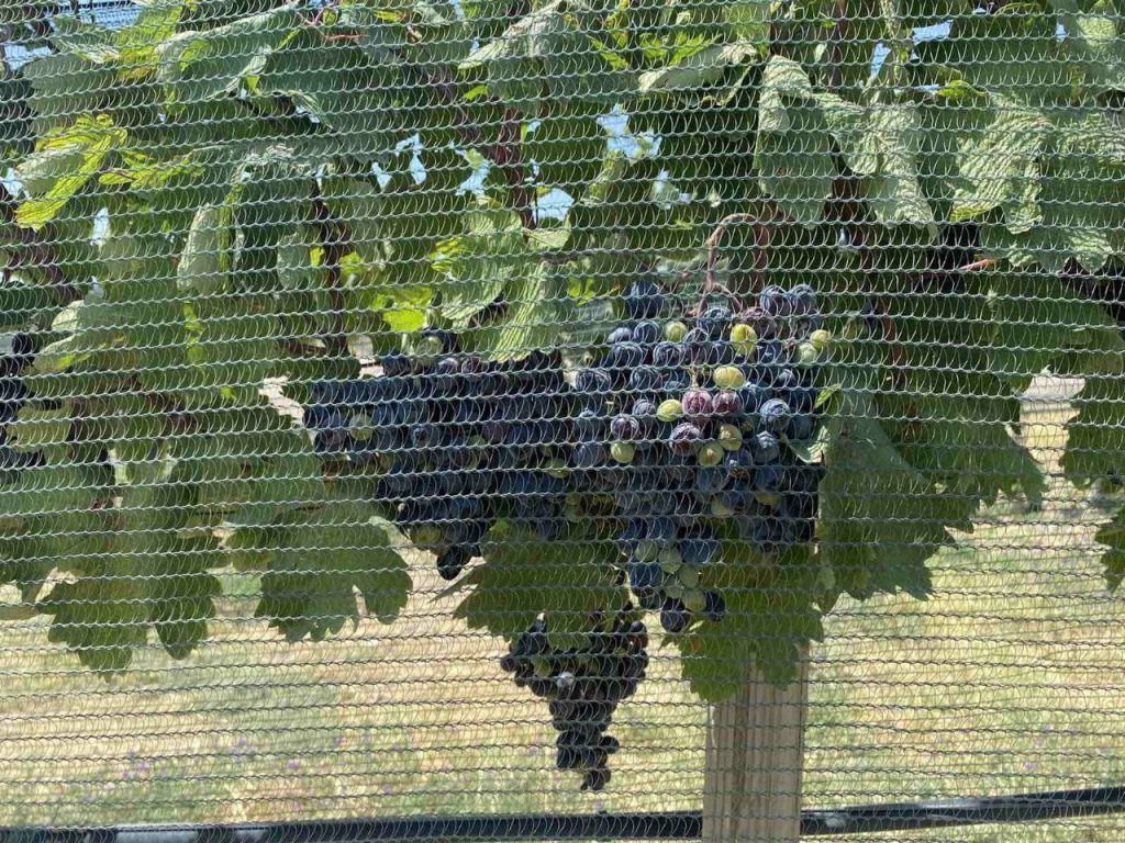 Production of quality Armenian wines
In the "Van Ardi" garden