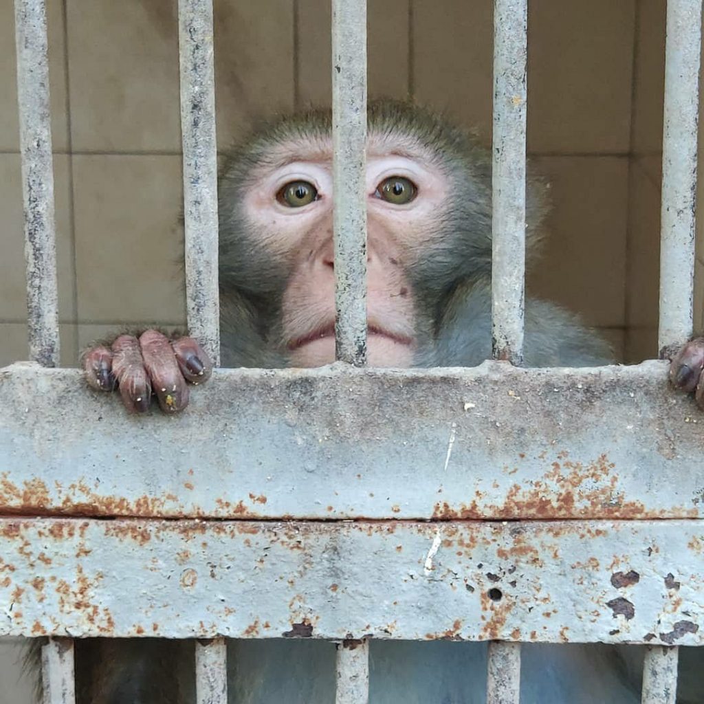 Профилем питомника обезьян в Абхазии стала выработка лекарств для борьбы с онкологическими заболеваниями.