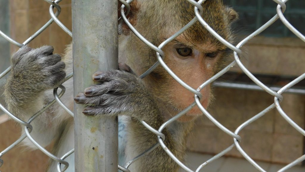 В питомнике в Абхазии сегодня живут примерно 600 обезьян восьми разных видов