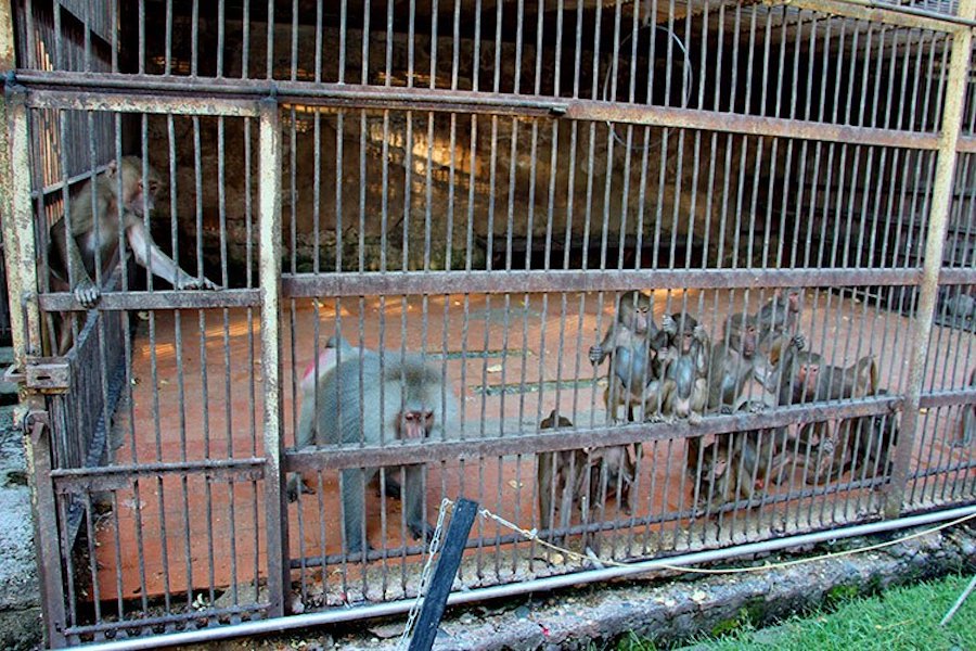 95 лет исполнилось знаменитому Сухумскому питомнику обезьян. Но условия для жизни обезьян тут сложные. Питомник не ремонтировался с советских времен, вольеры небольшие и старые. 