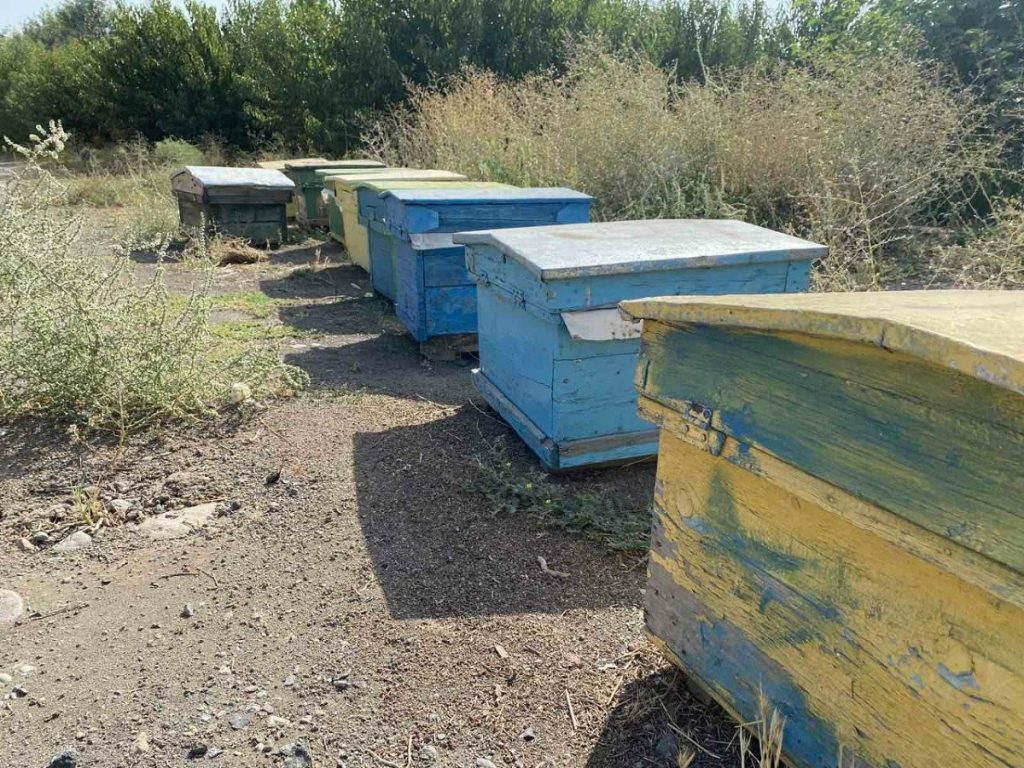 Hives of the Amberd School