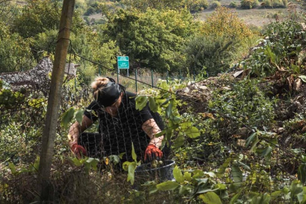 Грузинский фермер собирает фрукты у разделительной линии. CRISIS GROUP/ Jorge Gutierrez Lucena