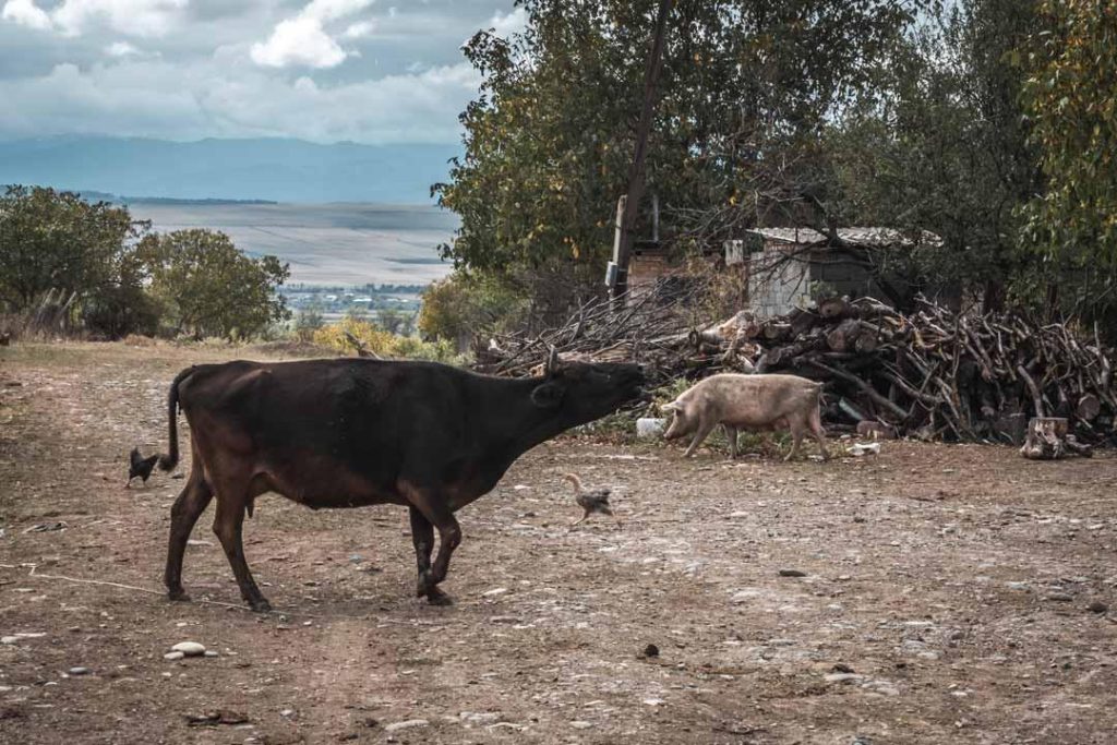 Malkhaz’s animals. CRISIS GROUP/ Jorge Gutierrez Lucena