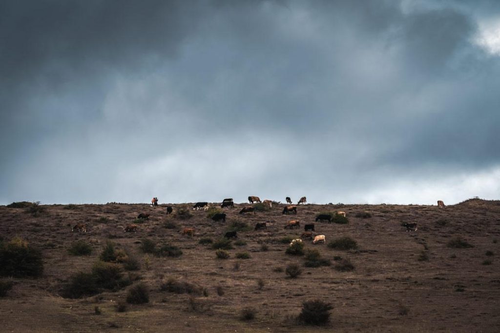 Фермеры ведут своих коров через холм, обозначающий разделительную линию возле единственной школы в Хурвалети. CRISIS GROUP/ Jorge Gutierrez Lucena