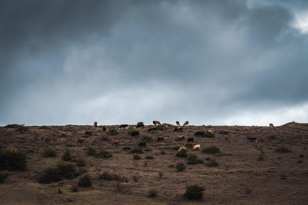 Farmers lead their cows over a hill marking the line of separation near the only school in Khurvaleti. CRISIS GROUP/ Jorge Gutierrez Lucena