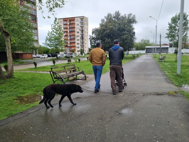 В приют нужно забирать не всю собачью свадьбу, а только сучку с течкой