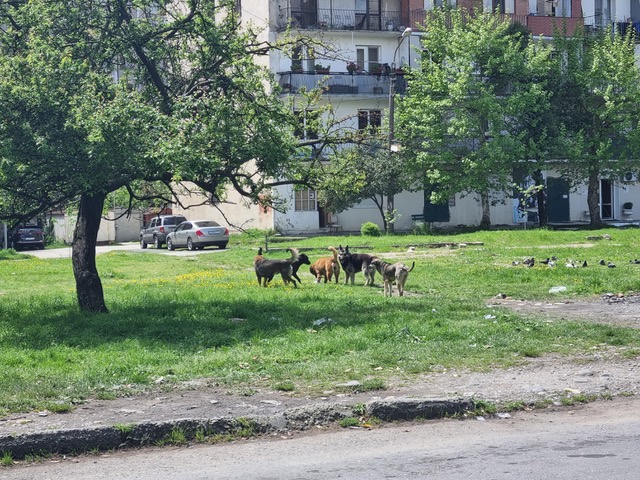 Отстрел животных в Сухуме запрещен.