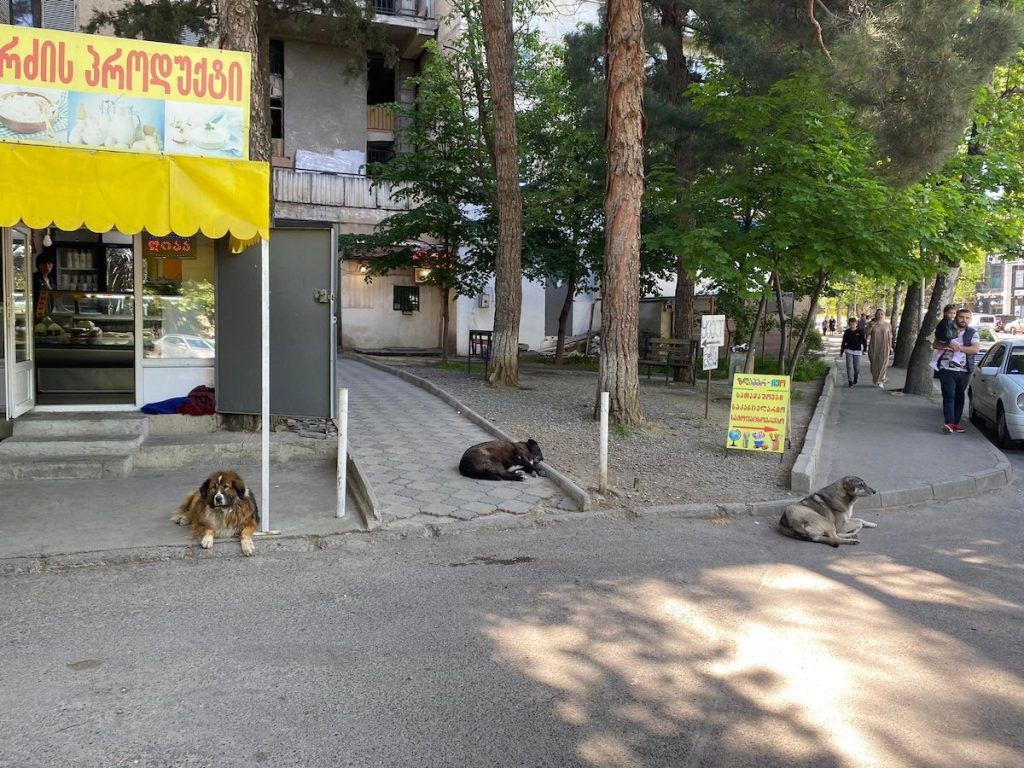 Фото: Тамта Начкибия/JAMnews. Бездомные собаки в Грузии

