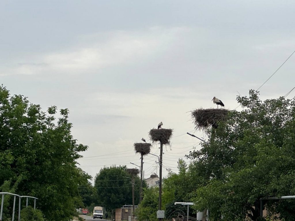 In many villages of the Armavir region of Armenia, where the village of Margara is located, you can find nests of storks. Photo: Tigranuhi Martirosyan/JAMnews