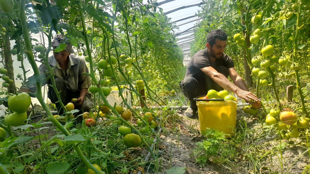 Tomato production in Azerbaijan