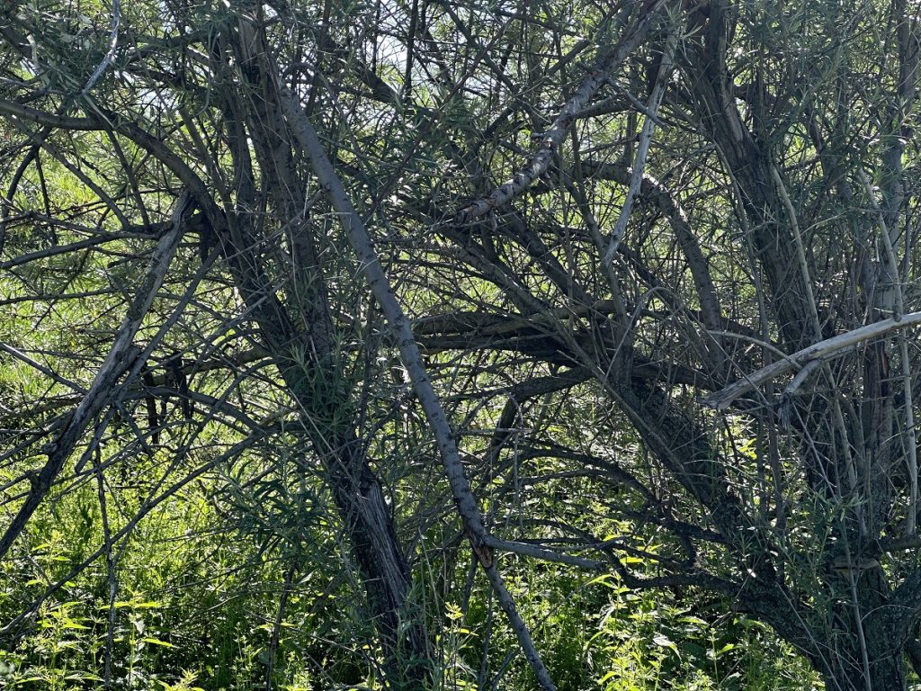 Չորացած ծառերը։ Լուսանկարը՝ JAMnews-ի