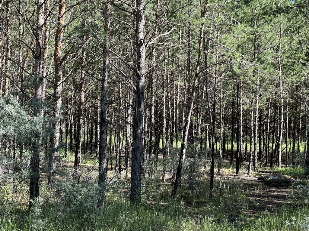 Drying pines. Photo: JAMnews