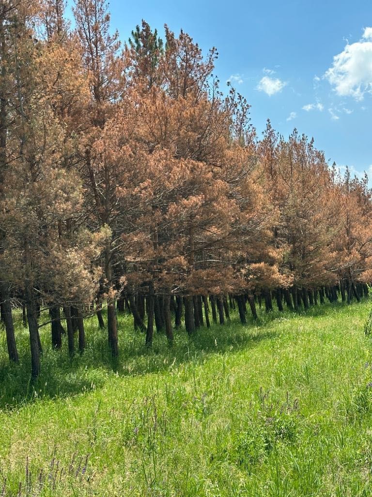 Зараженные нематодозом деревья. Фото министерства окружащей среды