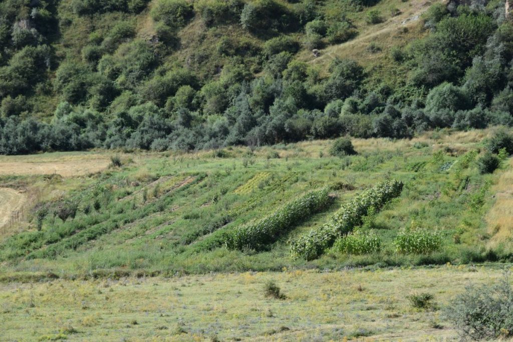 Edik's garden in Karashen. Photo: JAMnews