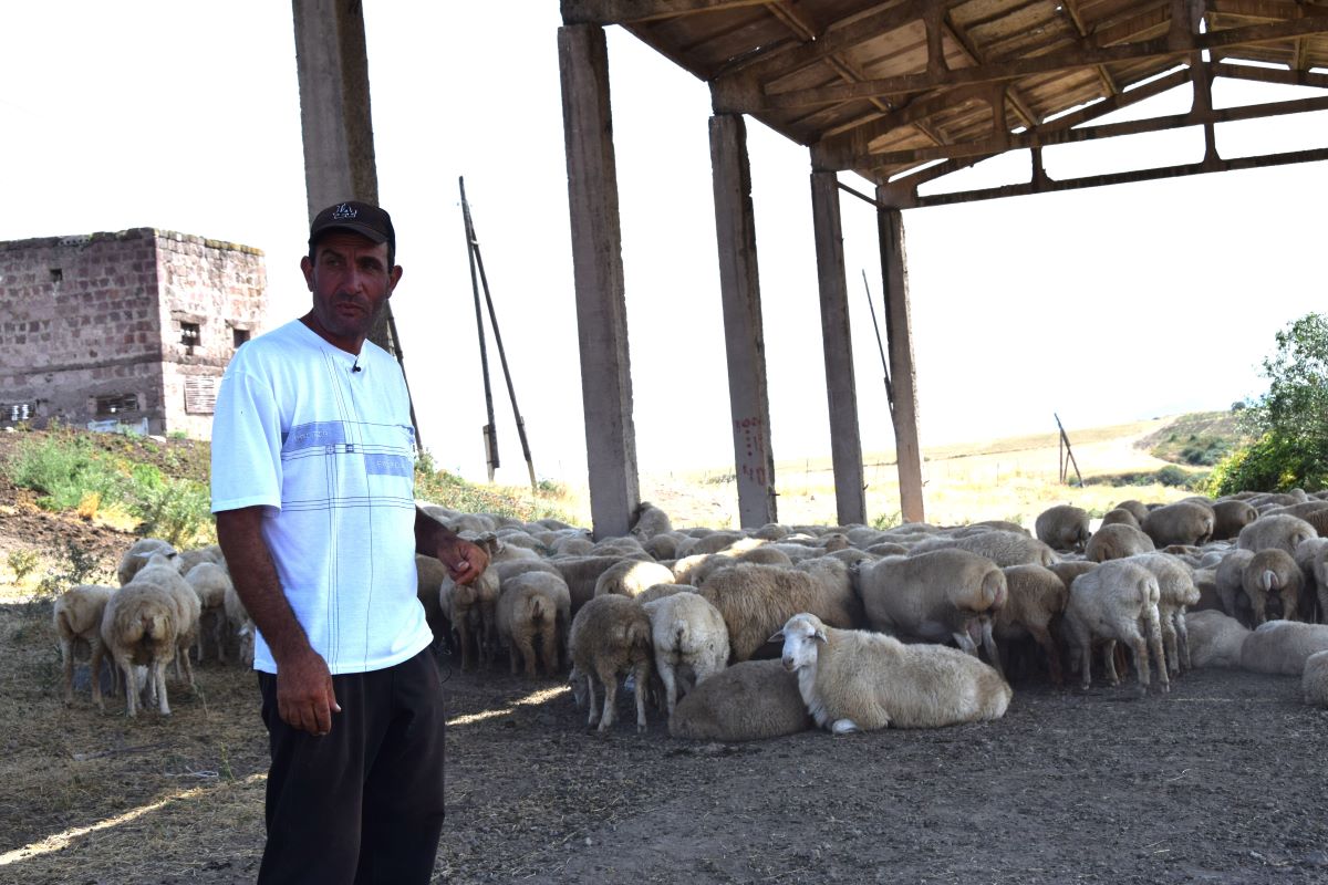 Sheep farming in Syunik has become a dangerous occupation