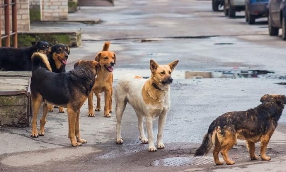 Shelter for stray dogs in Yerevan: spacious and cage-free