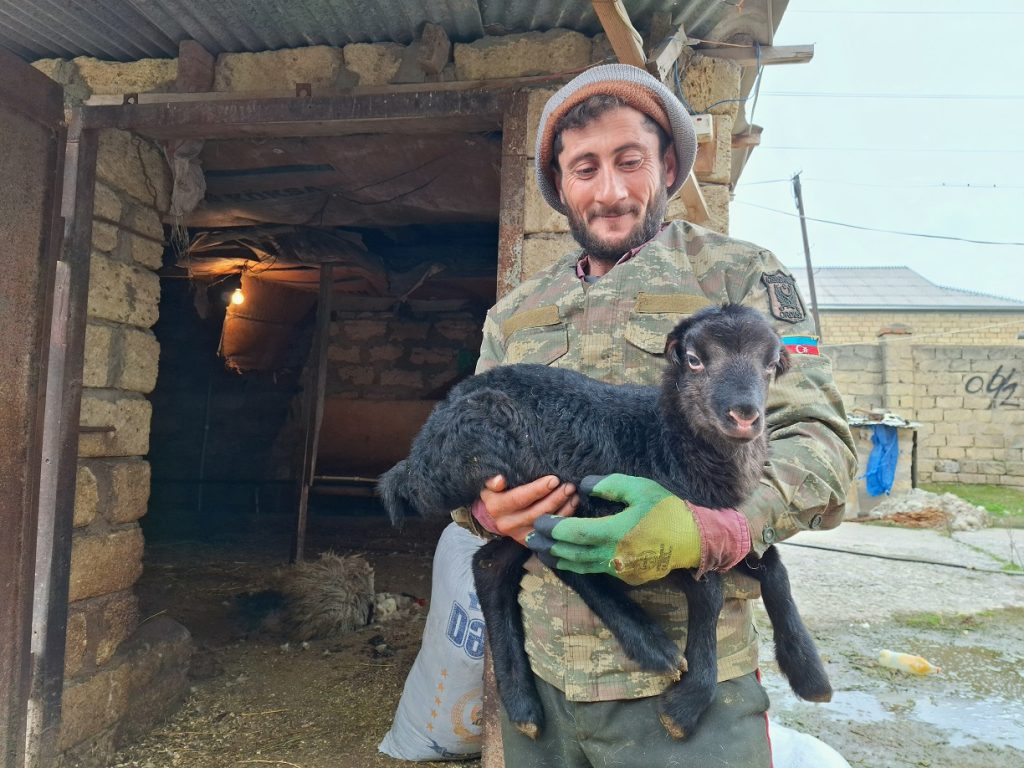 Эльчин Эйвазов - В Джейранбатане рухнул сарай, животные погибли