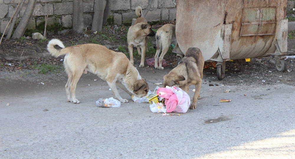 Бездомные собаки в Азербайджане