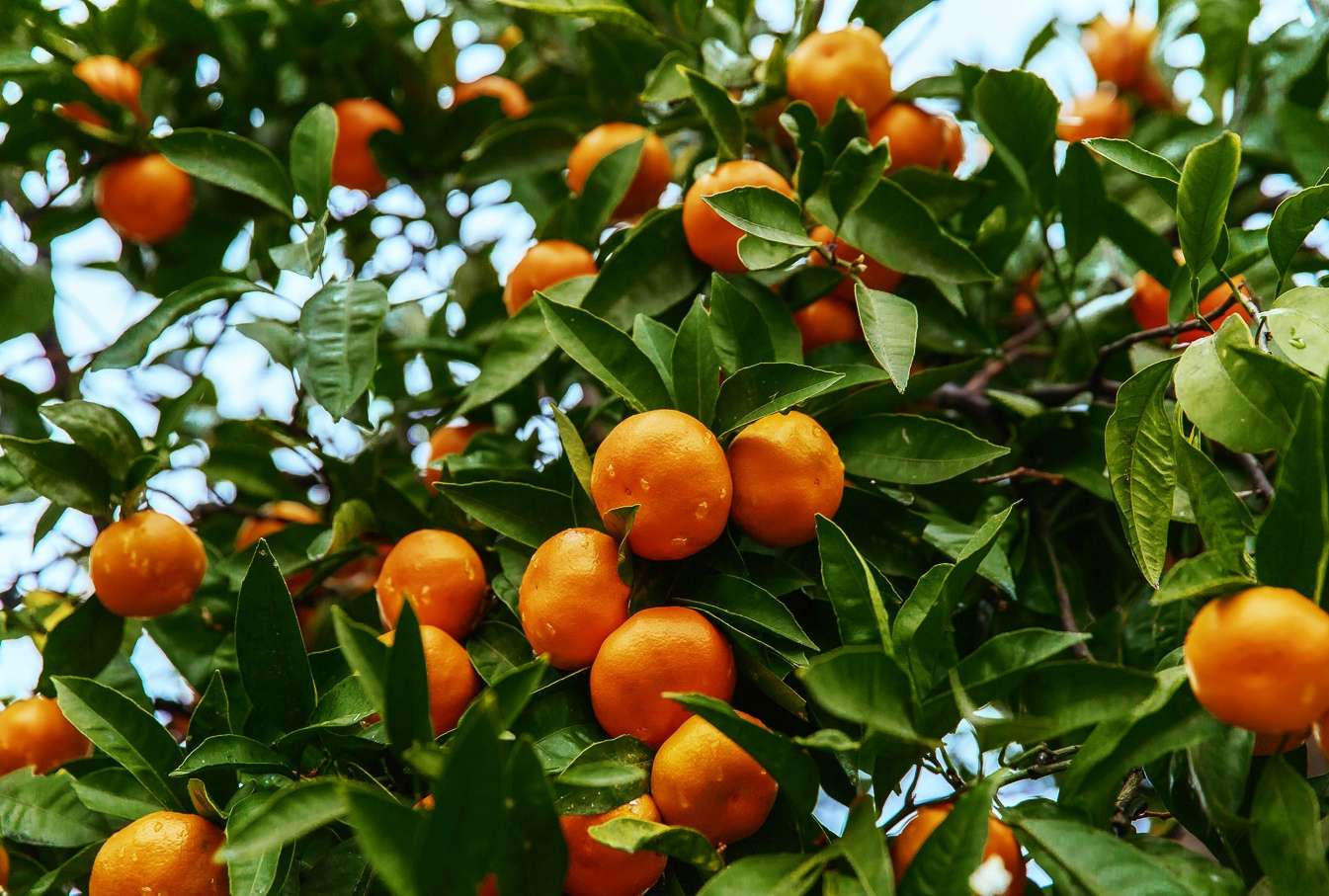 Мандарины в Абхазии