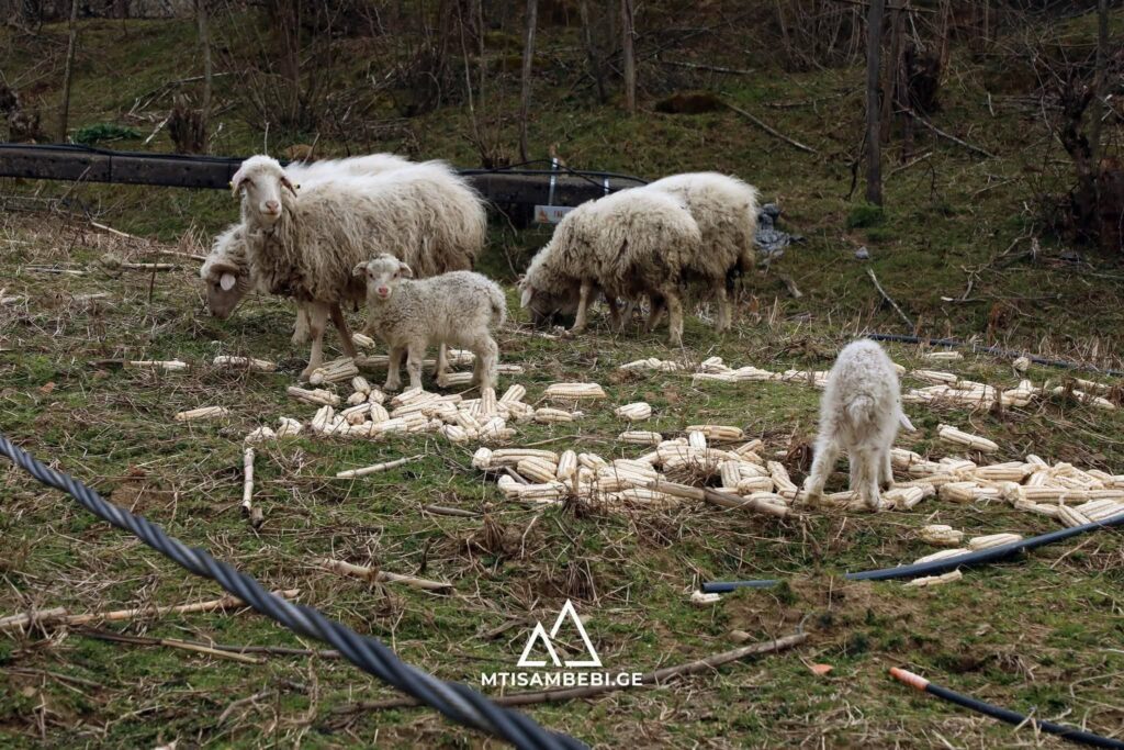 ასე დადიან შინაური ცხოველები დამეწყრილ კურსებში. სოციალურ ქსელებში ფოტოების გავრცელების შემდეგ, ბევრმა ადგილობრივების დამუნათებაც დაიწყო - ცხოველები რატომ მიატოვესო. კურსების მცხოვრებლებს ეს სწყინთ - მოხუცები, ბავშვები ჰყავდა ხალხს გადასარჩენი, არავის ეყვარება ჩვენი ცხოველები, ჩვენზე მეტადო. 
