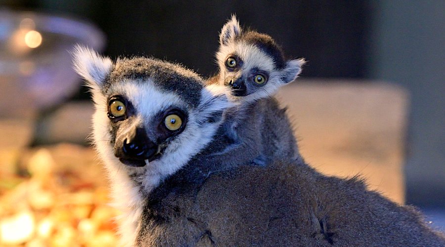 Лемуры в Тбилиси